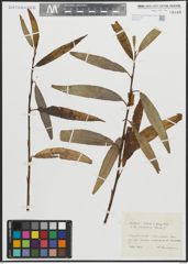 Foto von Salix alba L. x Salix fragilis L.